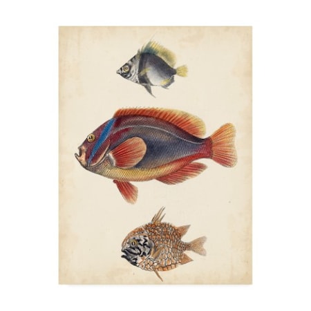 Unknown 'Antique Fish Species Iv' Canvas Art,18x24